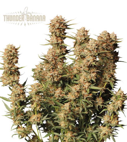 Thunder Banana Auto (Seedstockers)
