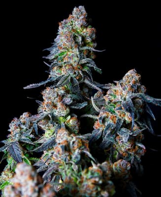Triple Scoop (DNA Genetics) feminisiert Cannabis Samen von DNA Genetics