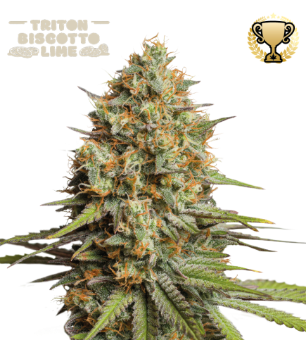 Triton Biscotto Lime Auto (Seedstockers)