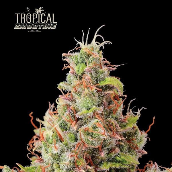 Tropical Zmoothie Auto (Seedstockers)