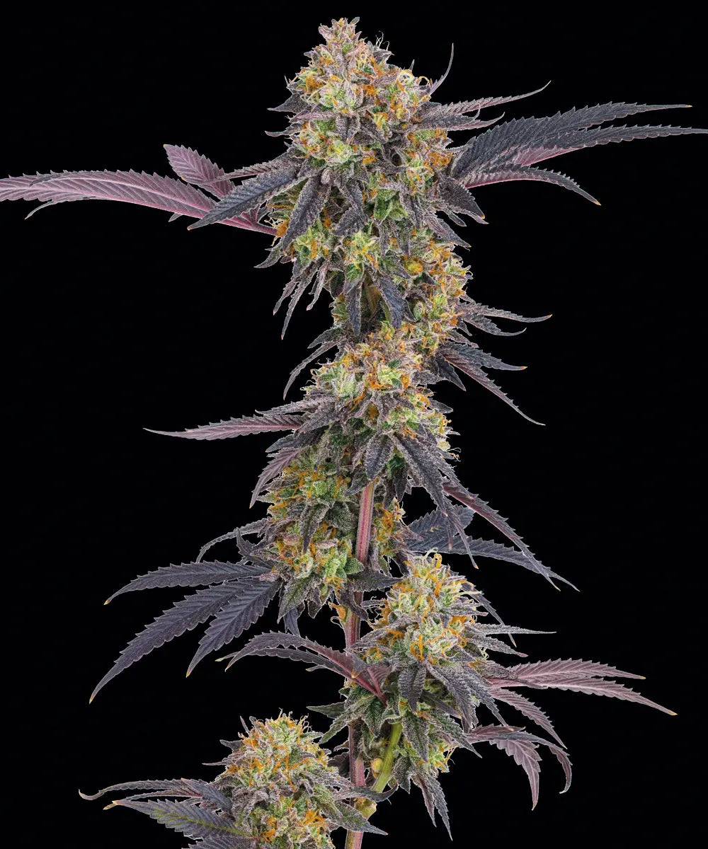 Tropicana Cherry (Barneys Farm) feminisiert