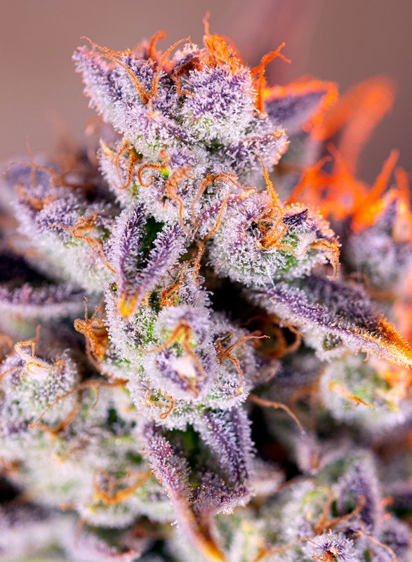 Tropicanna Poison XL Auto (Sweet Seeds)