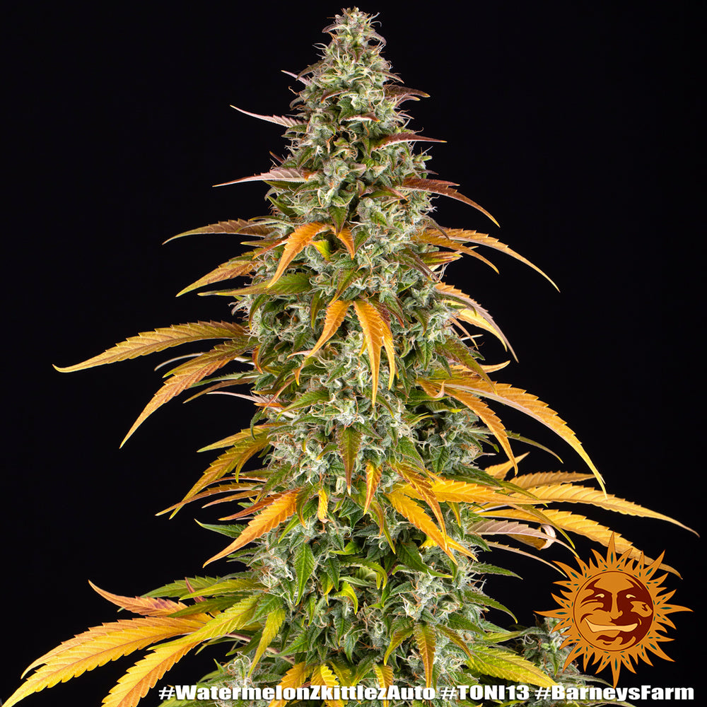 Watermelon Zkittlez Auto (Barneys Farm)