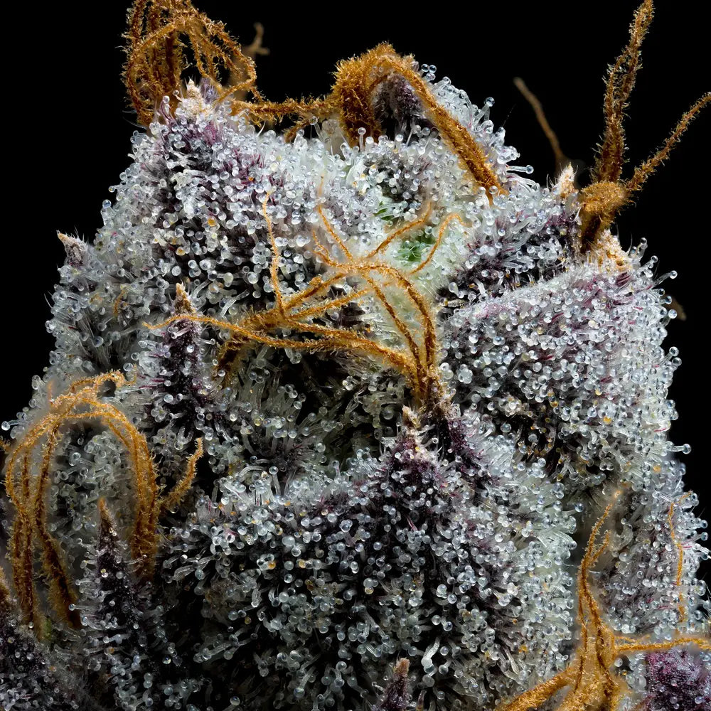 White Runtz (Barneys Farm) feminisiert