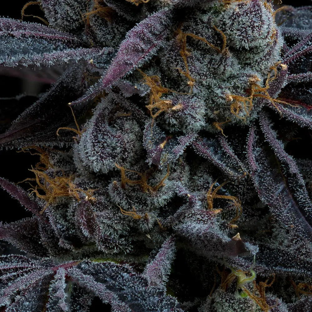 White Runtz (Barneys Farm) feminisiert