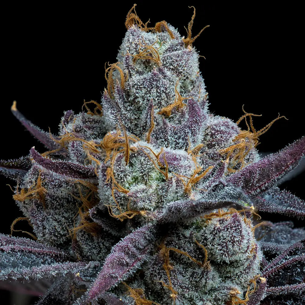 White Runtz (Barneys Farm) feminisiert