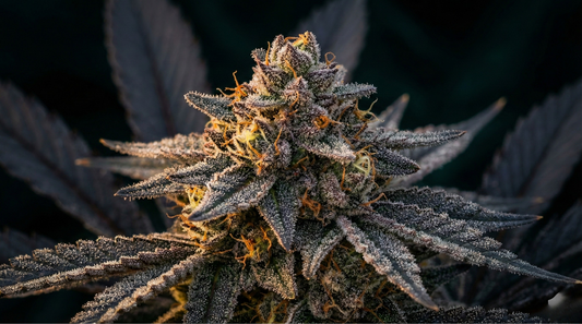 Cannabis Anbauen 2026