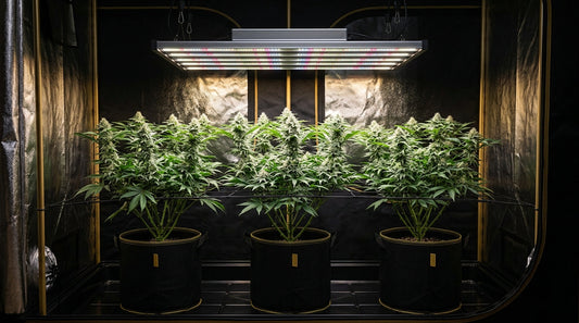 Das perfekte 3-Pflanzen-Zelt: Welche Cannabis-Sorten passen zusammen?