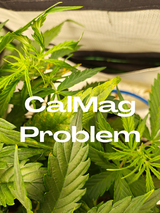 CalMag-Mangel bei Cannabis erkennen & beheben – Der komplette Guide [2026]