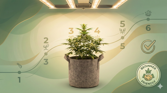 🌱 Dein 6-Wochen-Masterplan: