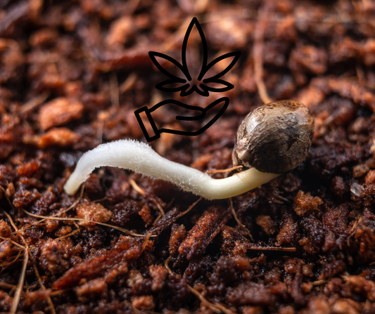 Keimen von Cannabissamen in der Erde