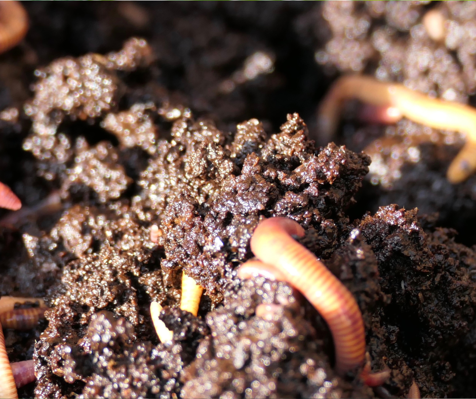 Wurmhumus im Cannabis-Anbau
