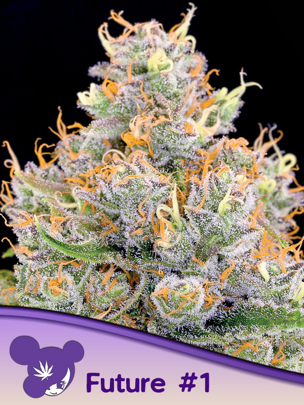 Future #1: Wie Anesia Seeds mit 37% THC die Grenzen der Botanik sprengte