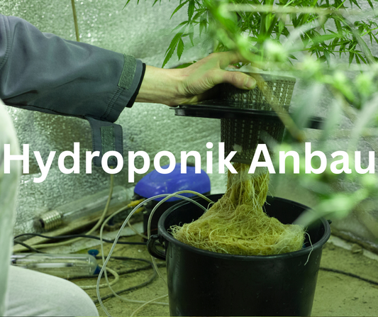 Revolution im Cannabisanbau: Hydroponik für maximale Erträge und Qualität