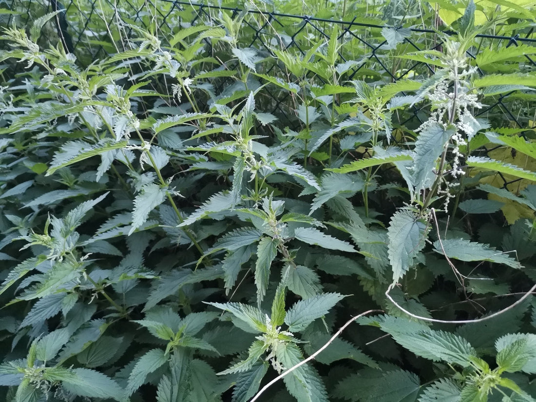 Brennnesseljauche beim Cannabis-Anbau