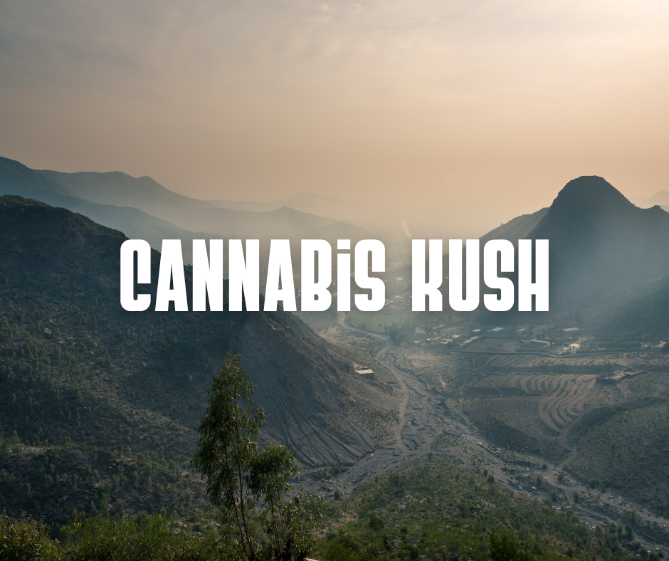 Die Geschichte der Cannabis-Sorte Kush: Alles, was du wissen musst