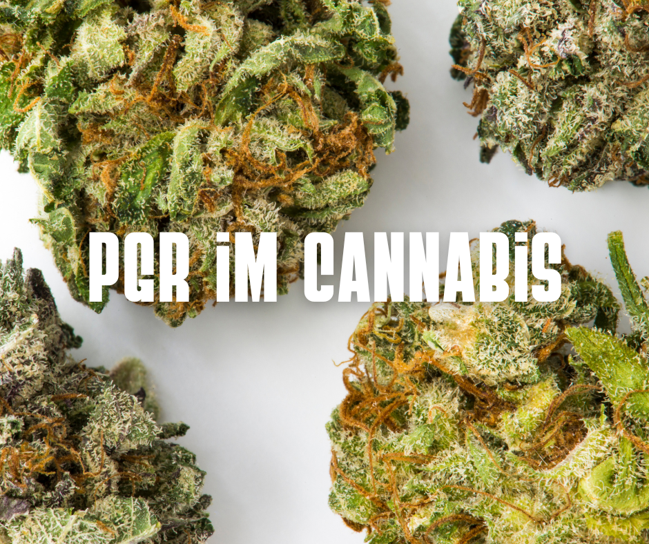 PGR Cannabis