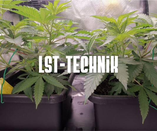 LST-Technik beim Cannabis-Anbau: Dein Weg zu höheren Erträgen