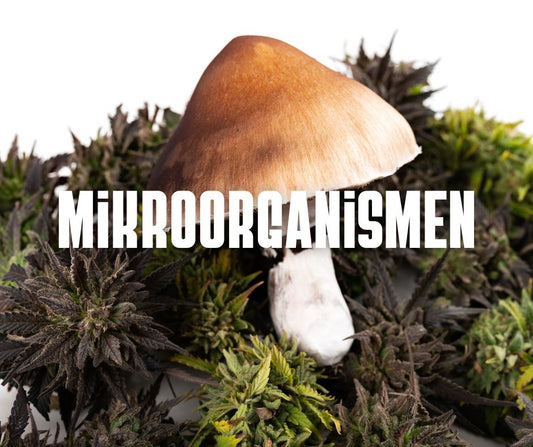 Mikroorganismen