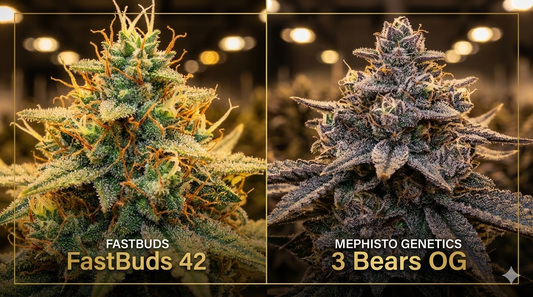 FastBuds vs. Mephisto Genetics: Das ultimative Duell der Autoflower-Giganten [2026]