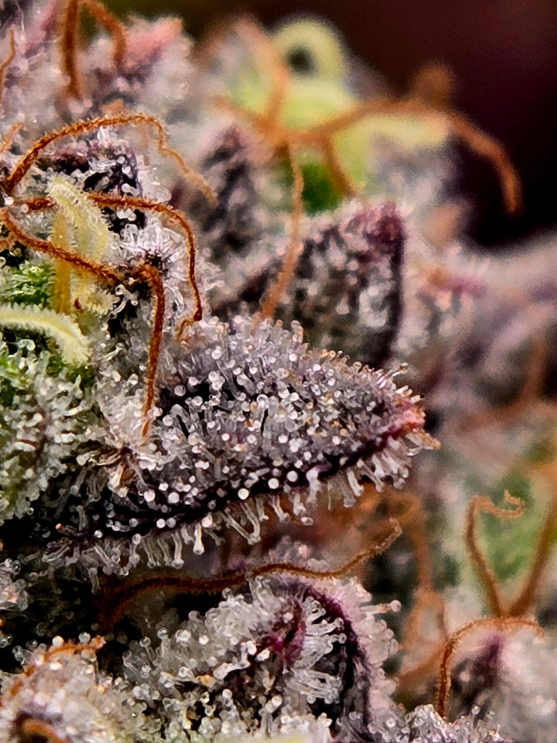 Psy Op R1 von Ethos Genetics Erfahrungsbericht