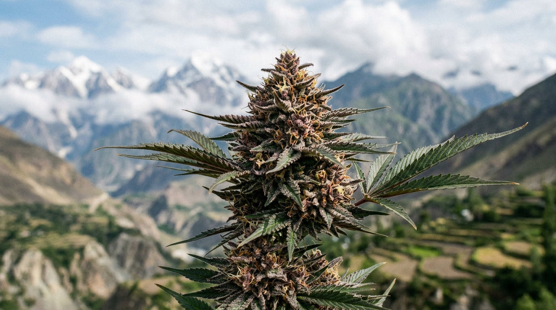Reine Landrassen & 100% Sativas: Warum jeder Connaisseur neben Cali-Genetik auch ACE Seeds im Zelt braucht
