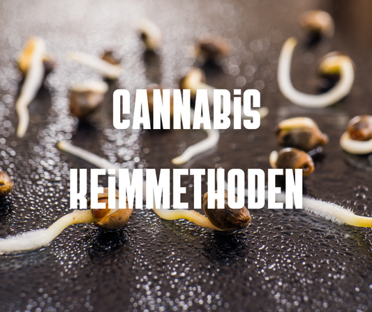 Cannabis Samen keimen lassen