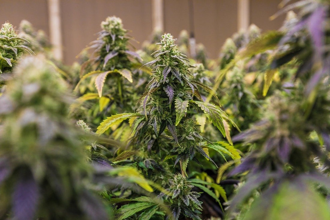 Cannabis-Hasch-Herstellung