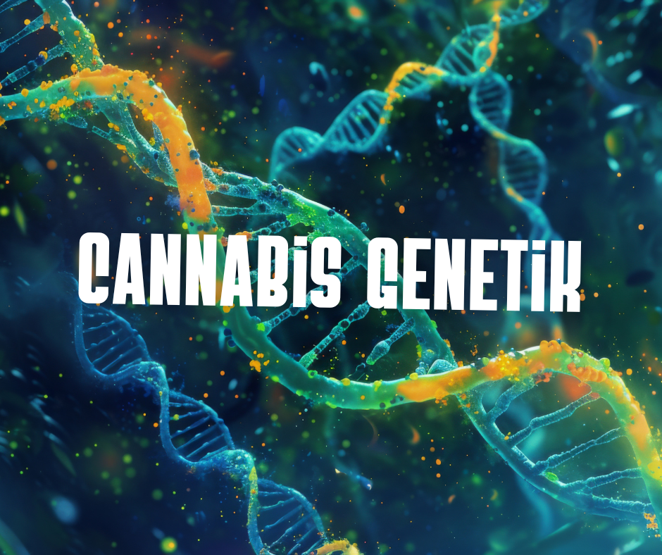 Cannabis Genetik IBL, F1, S1 & BX