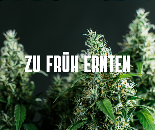 Warum du Cannabis nicht zu früh ernten solltest: Die wichtigsten Gründe