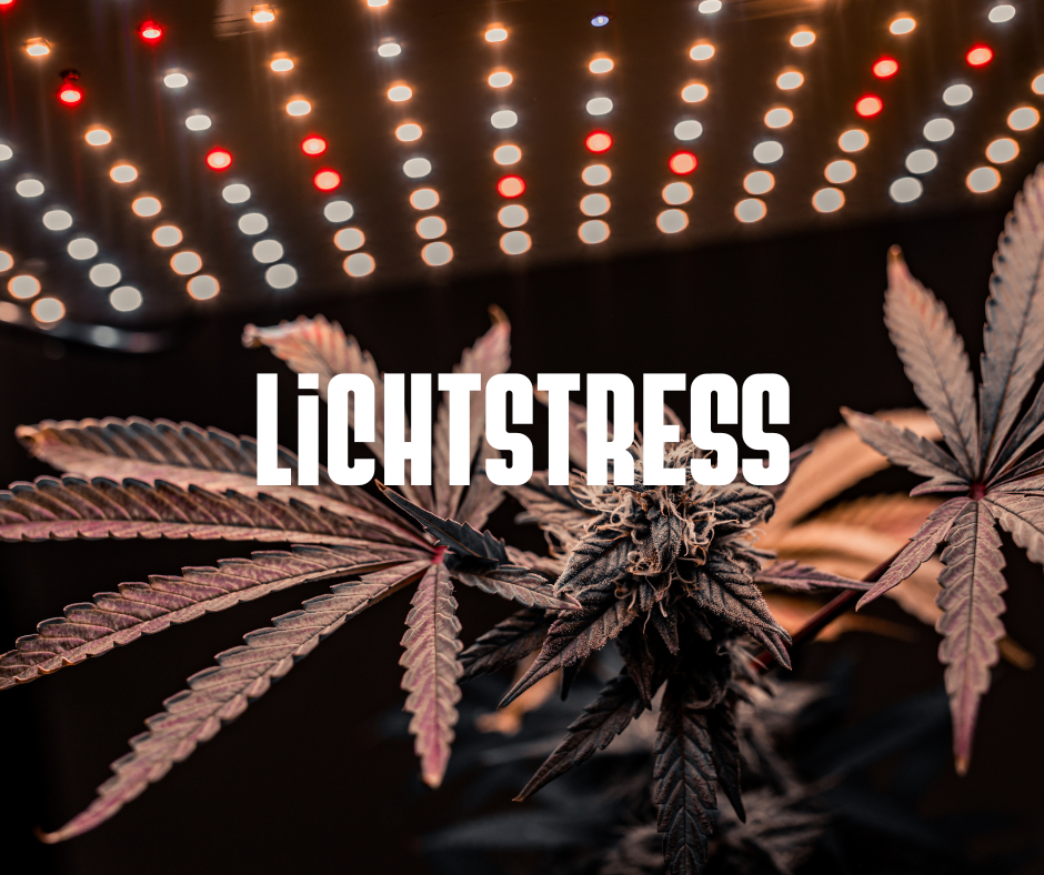 Lichtstress & Lichtbrand