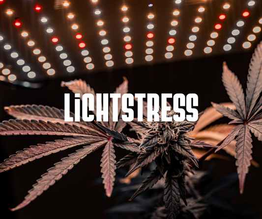 Lichtstress und Lichtbrand beim Cannabis-Anbau – So schützt du deine Pflanzen