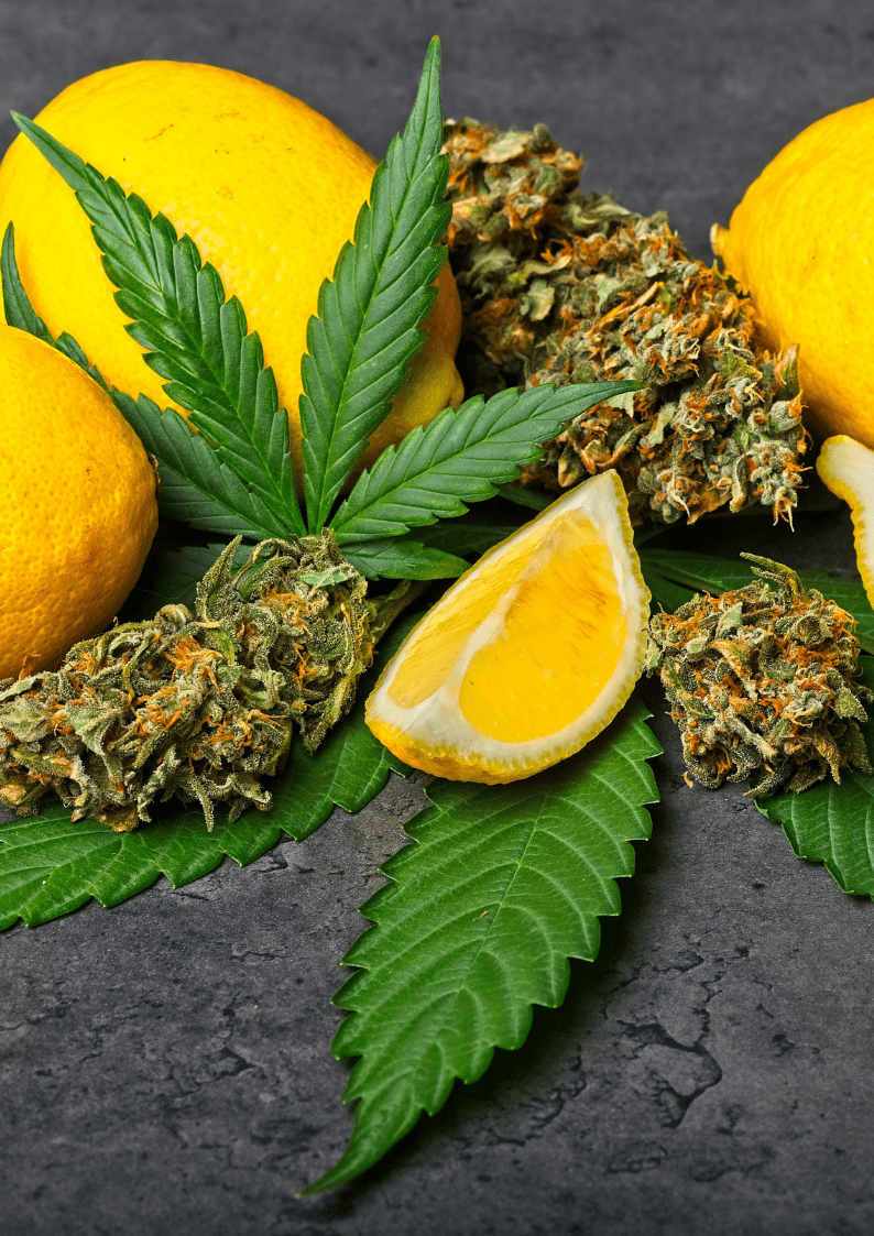 Limonen im Cannabis