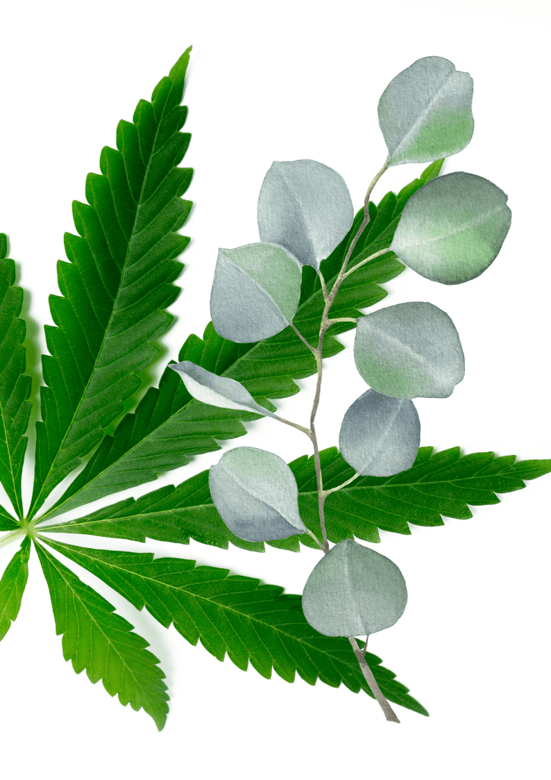 Eukalyptol im Cannabis