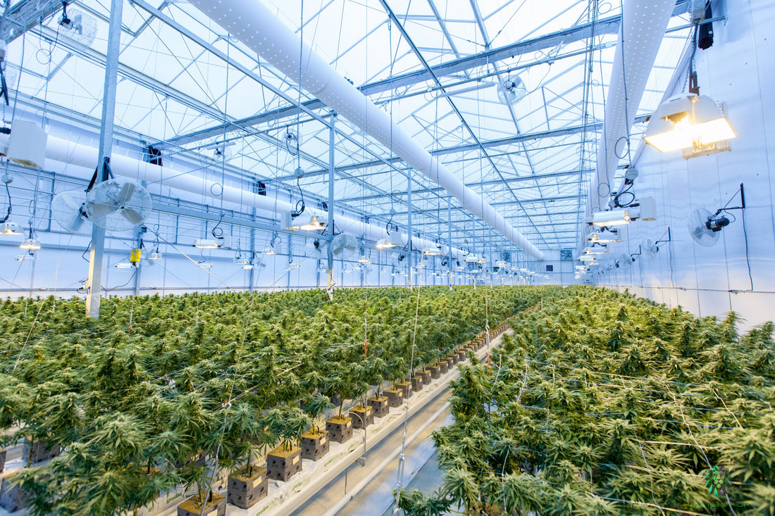 Willst du höhere Cannabis Erträge? So funktioniert die VPD Tabelle richtig!