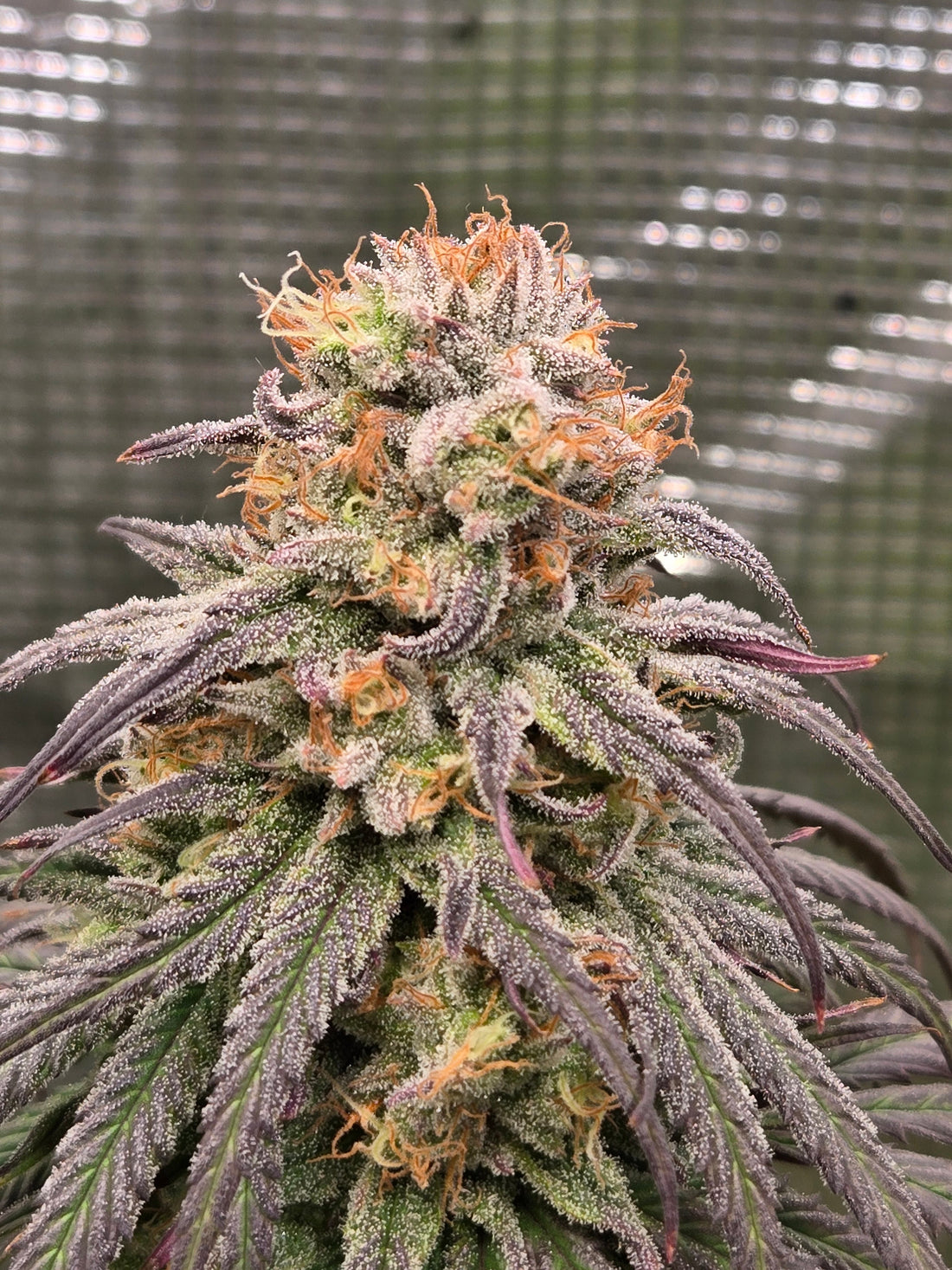 Blueberry Muffin: Wie Humboldt Seed Company das intensivste Terpen-Profil der Welt schuf