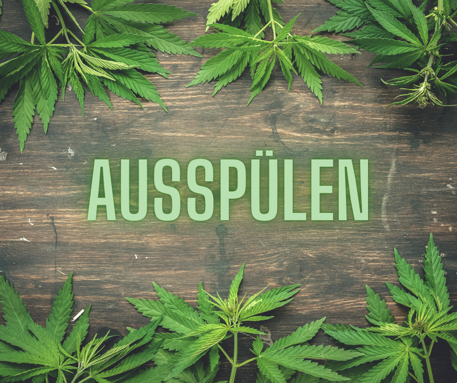 Mythos Ausspülen beim Cannabis-Anbau