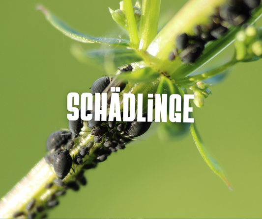 Cannabis Schädlinge