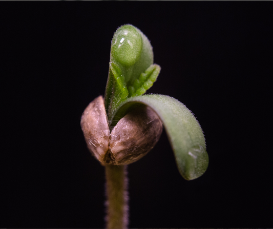 Gute vs. Schlechte Cannabis-Genetiken: Woran erkennt man Qualitätssamen?