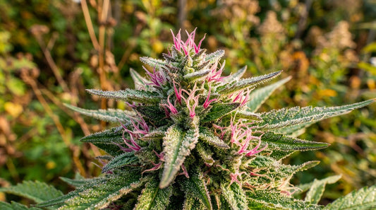 Serious Seeds Sorten-Guide: Warum Serious 6, White Russian & Kali Mist unsterblich sind