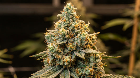 Die Rückkehr der Dinafem-Legenden: Wie Silent Seeds Moby Dick & Critical+ 2.0 gerettet hat