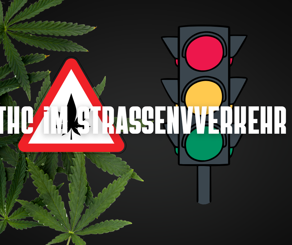 THC: Keine Beeinträchtigung am Folgetag – Was Studien wirklich sagen