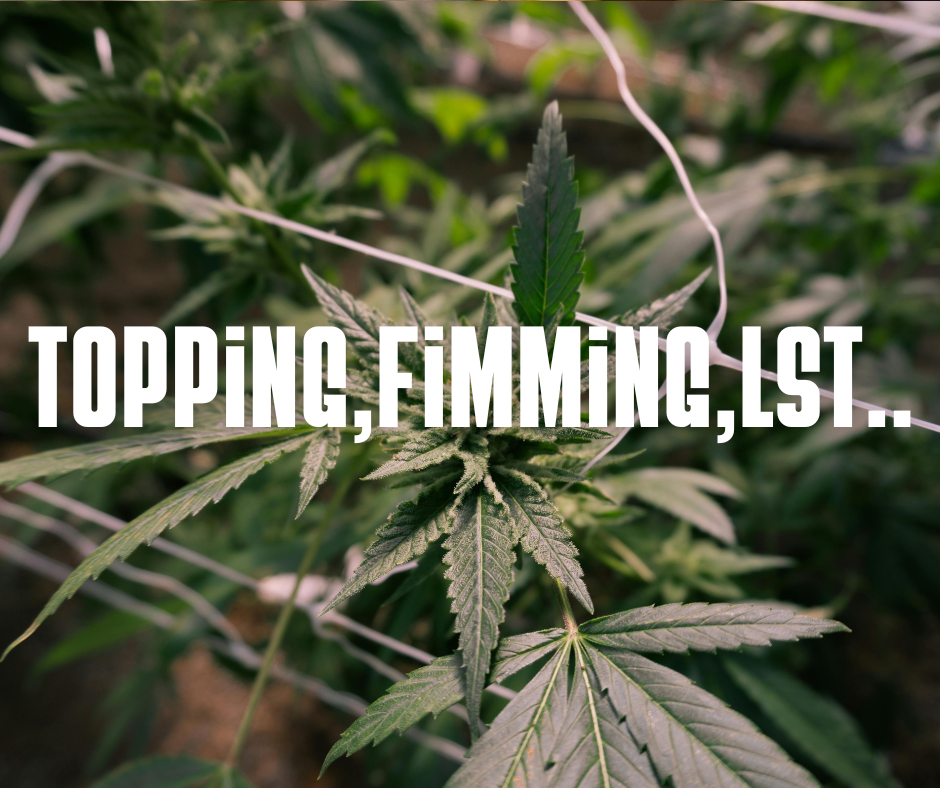 Dein Leitfaden zum Cannabis-Training: Maximiere deinen Ertrag!