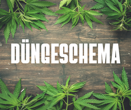 Das BioBizz Düngeschema