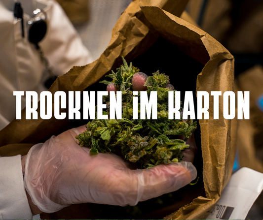 Cannabis richtig im Karton trocknen: So gelingt’s Dir perfekt