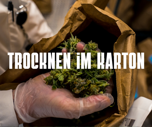 Cannabis im Karton trocknen
