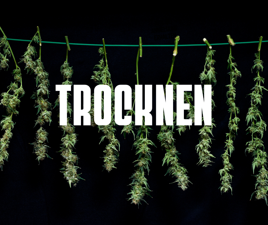Cannabis richtig trocknen