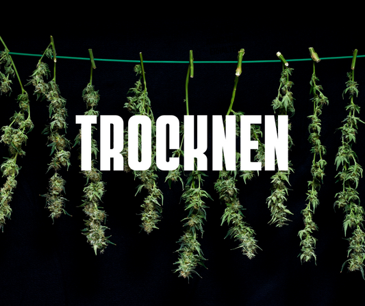 Cannabis richtig trocknen