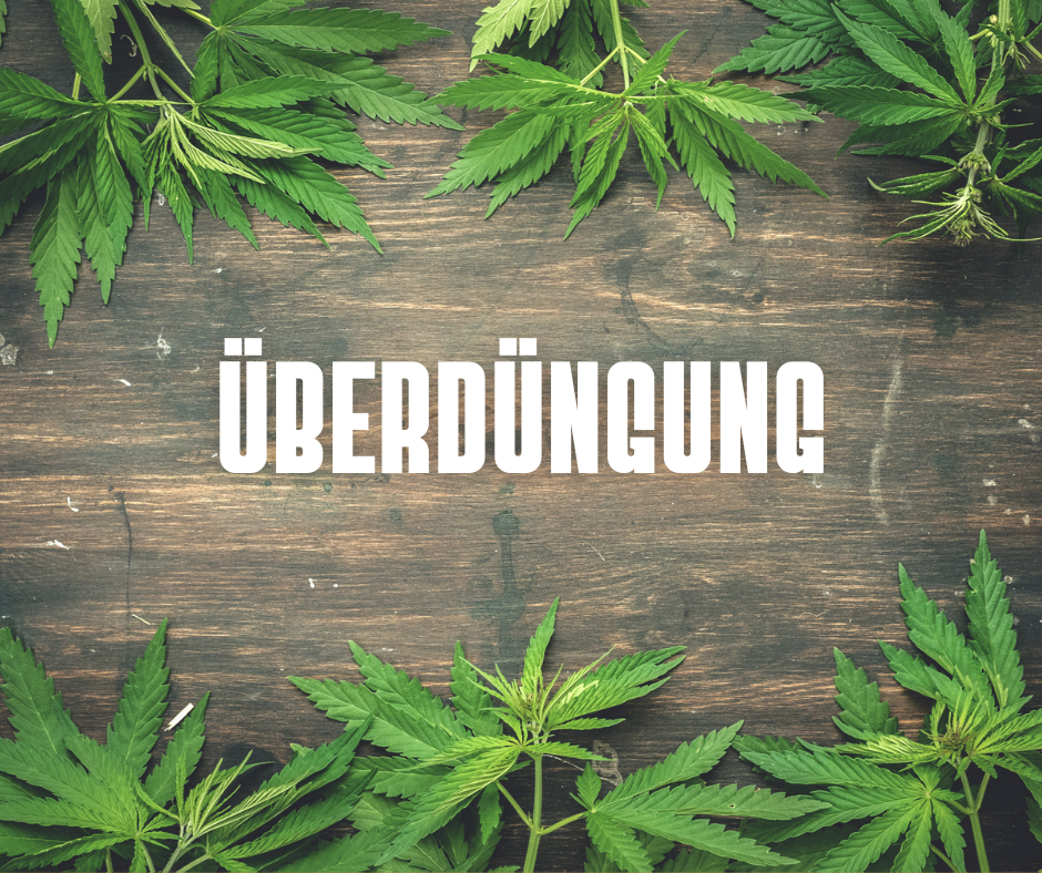 Cannabis Überdüngung: Erkennen, Behandeln und Vermeiden
