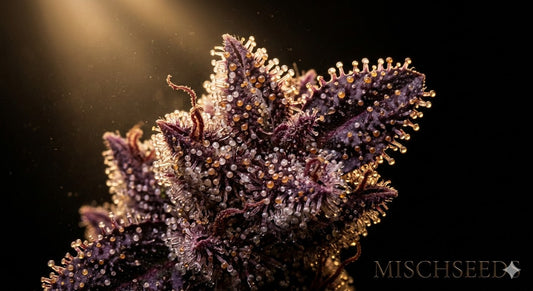 Bernstein oder Milchig?